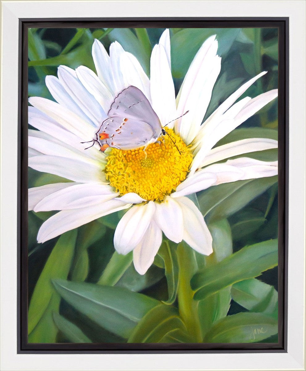 The Daisy and The Butterfly