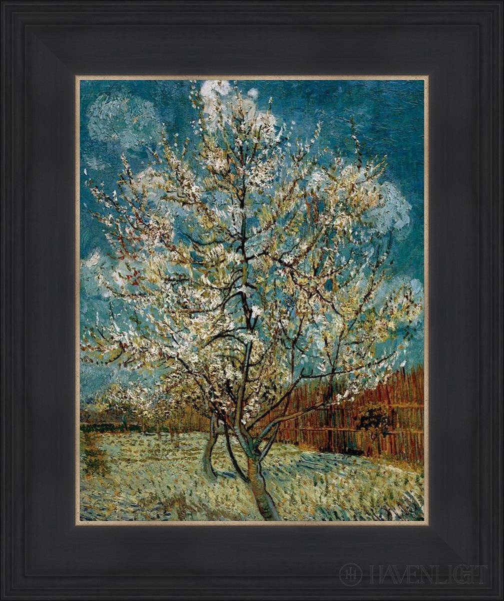 Peach Tree In Blossom Open Edition Print / 11 X 14 Black 15 3/4 18 Art
