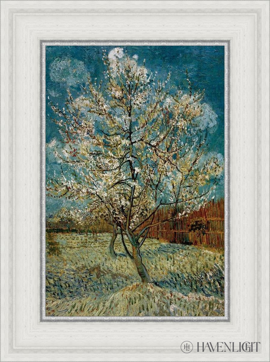 Peach Tree In Blossom Open Edition Print / 12 X 18 White 17 3/4 23 Art