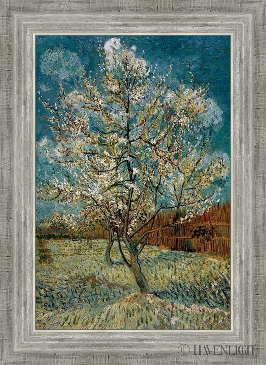 Peach Tree In Blossom Open Edition Print / 14 X 21 Silver 18 3/4 25 Art