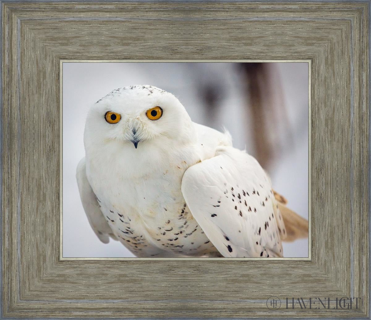 Snowy Owl Haines Alaska Open Edition Print / 10 X 8 Gray 14 3/4 12 Art