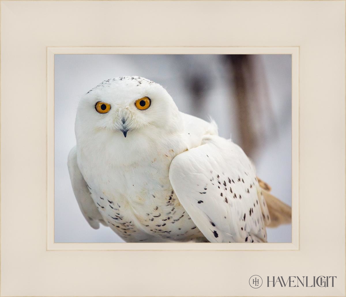 Snowy Owl Haines Alaska Open Edition Print / 10 X 8 White 14 1/4 12 Art