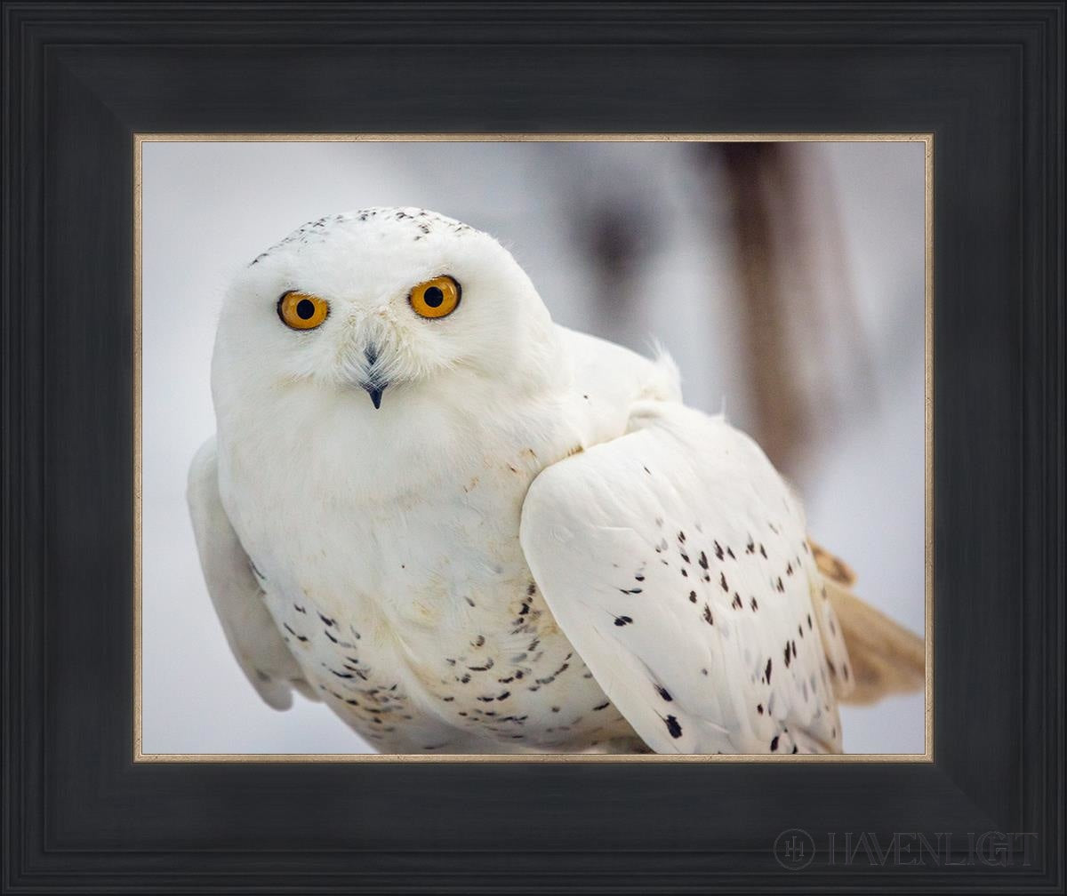 Snowy Owl Haines Alaska Open Edition Print / 14 X 11 Black 18 3/4 15 Art