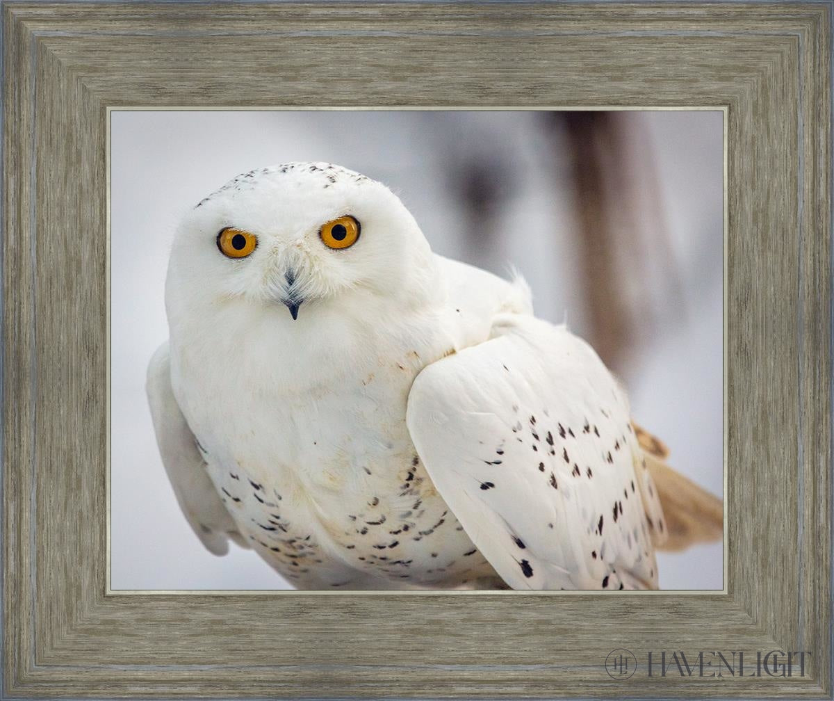Snowy Owl Haines Alaska Open Edition Print / 14 X 11 Gray 18 3/4 15 Art