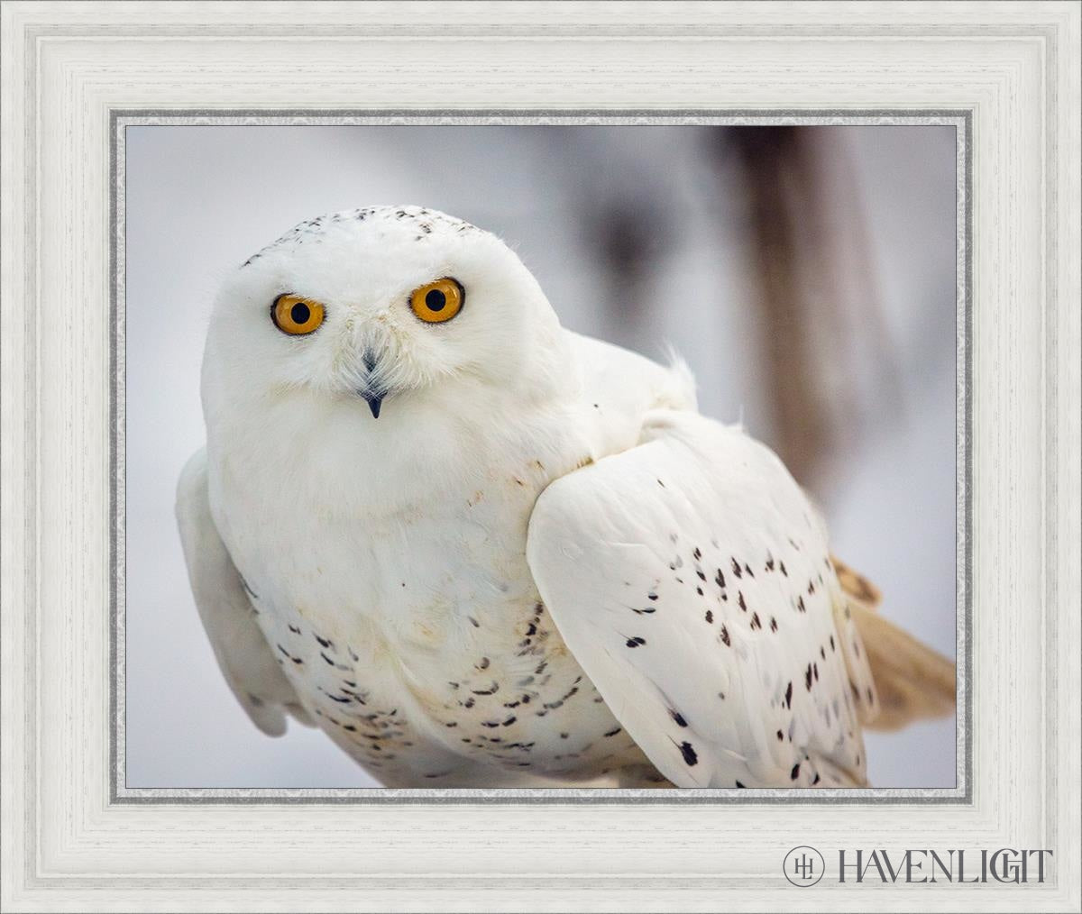 Snowy Owl Haines Alaska Open Edition Print / 20 X 16 White 25 3/4 21 Art