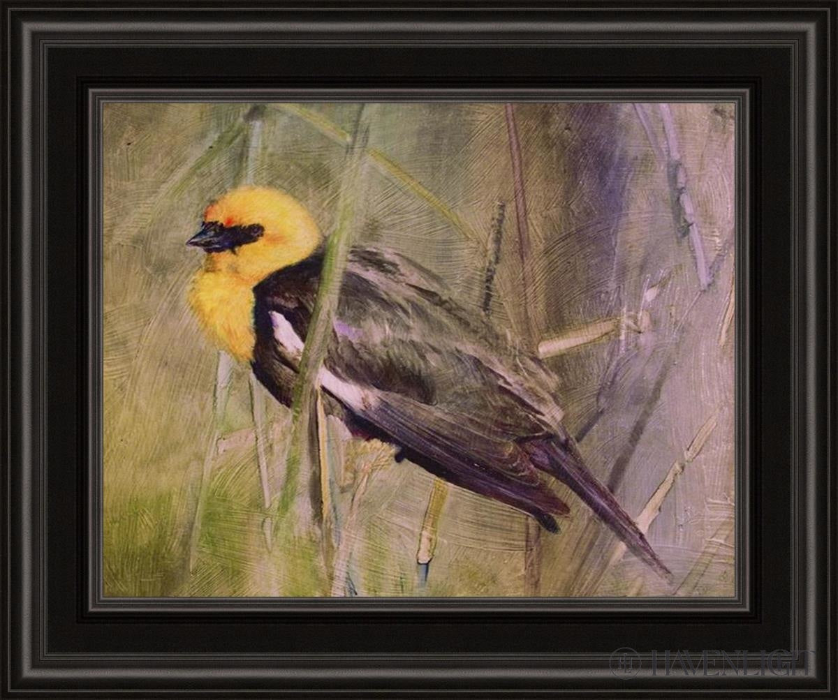 Yellow Headed Black Bird Open Edition Print / 14 X 11 Frame B 18 1/4 15 Art