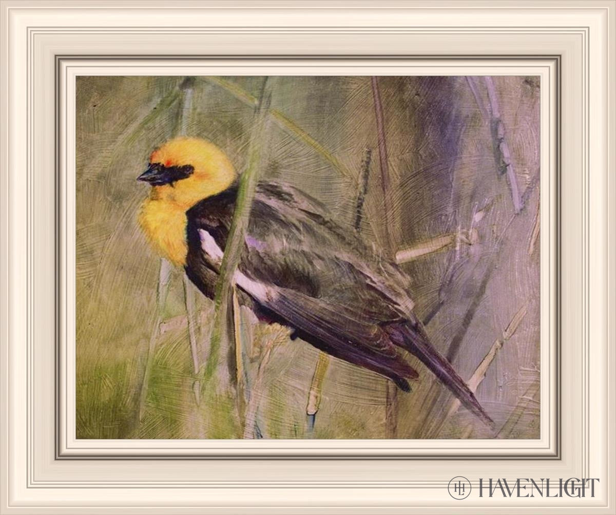 Yellow Headed Black Bird Open Edition Print / 14 X 11 Frame R 18 1/4 15 Art