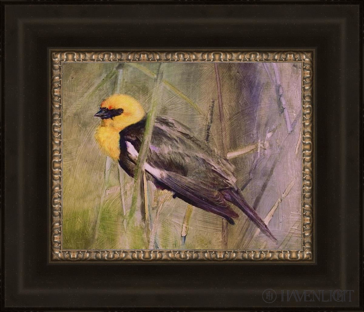 Yellow Headed Black Bird Open Edition Print / 14 X 11 Frame W 21 18 Art