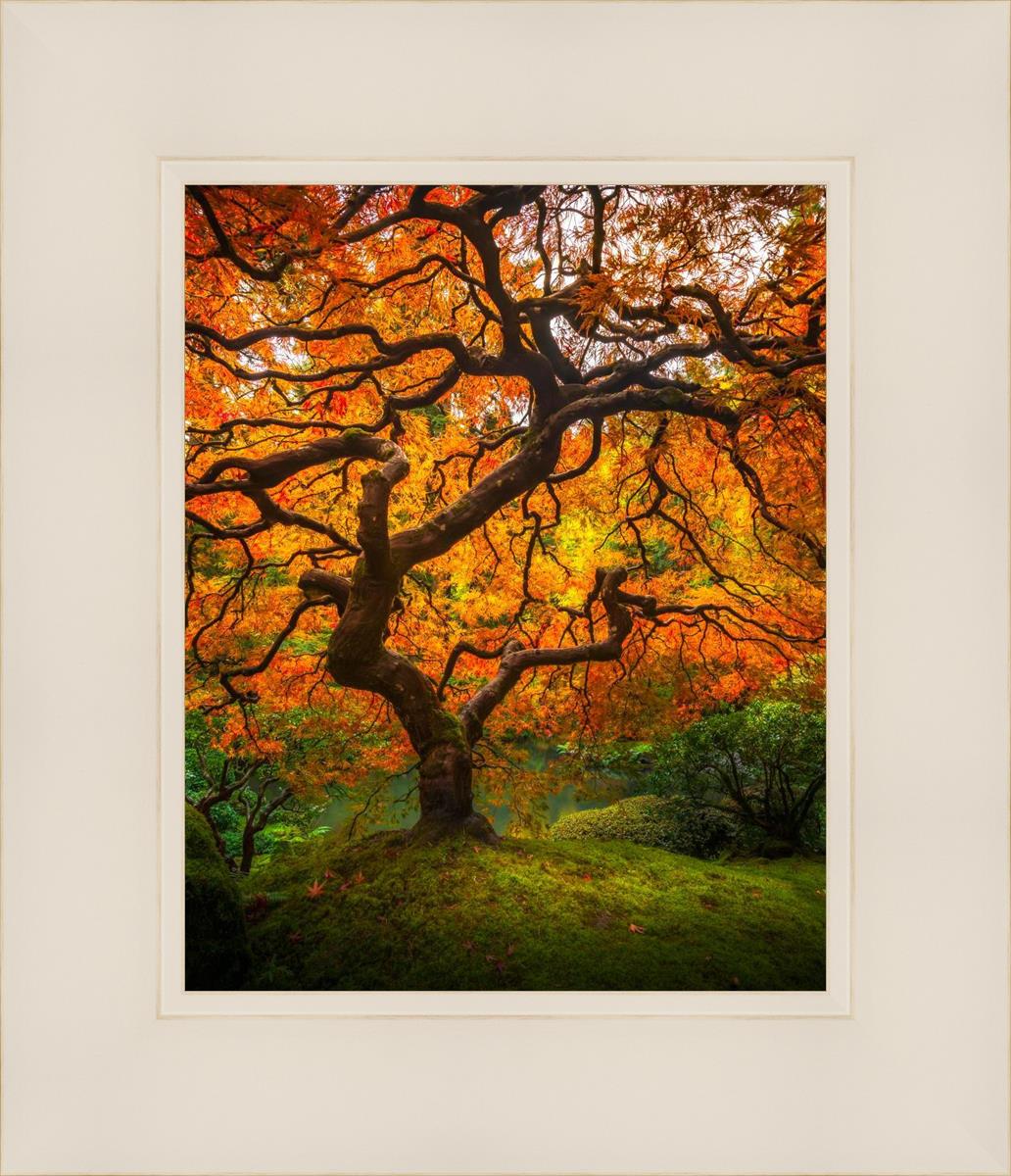 Tree of Perspective vertical by Alan Fullmer beautiful tree fall