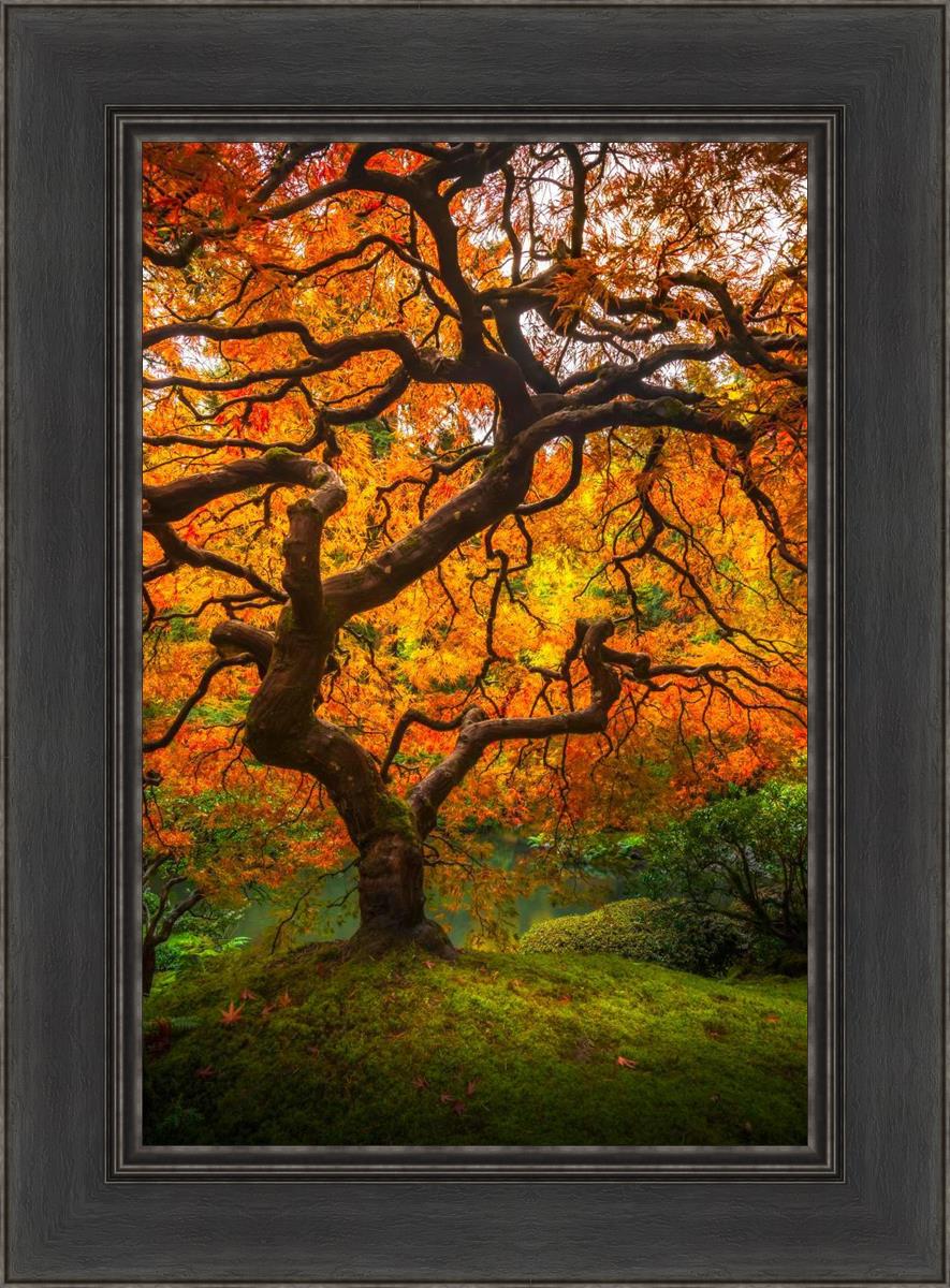 Tree of Perspective vertical by Alan Fullmer beautiful tree fall