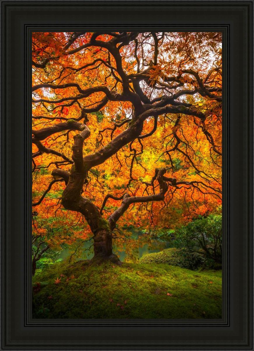 Tree of Perspective vertical by Alan Fullmer beautiful tree fall