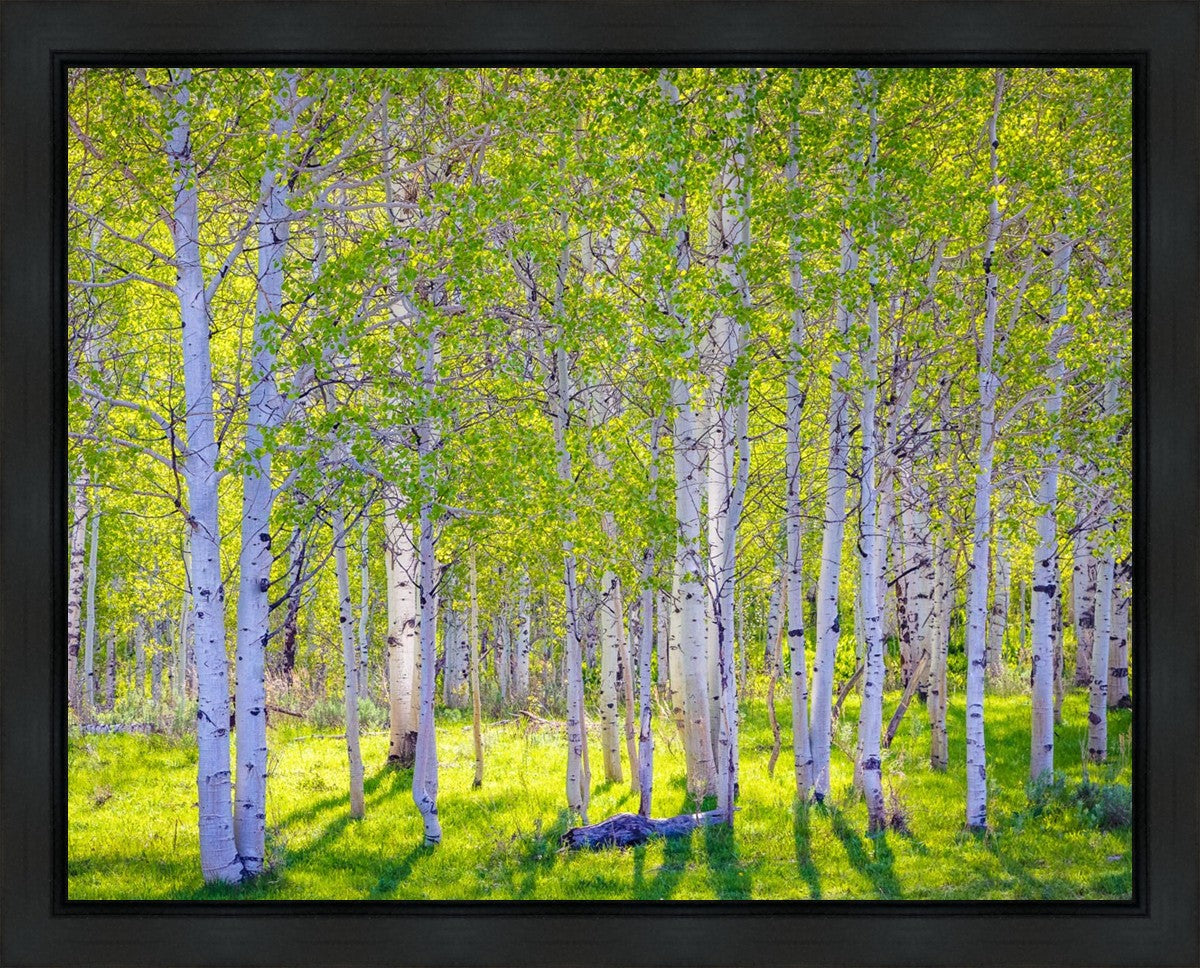 Early Morning Light in the Wasatch Backcountry