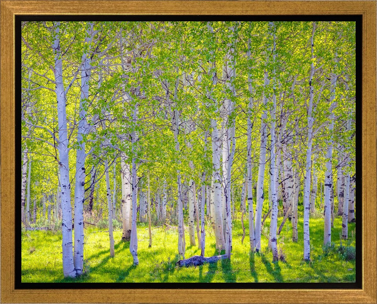 Early Morning Light in the Wasatch Backcountry
