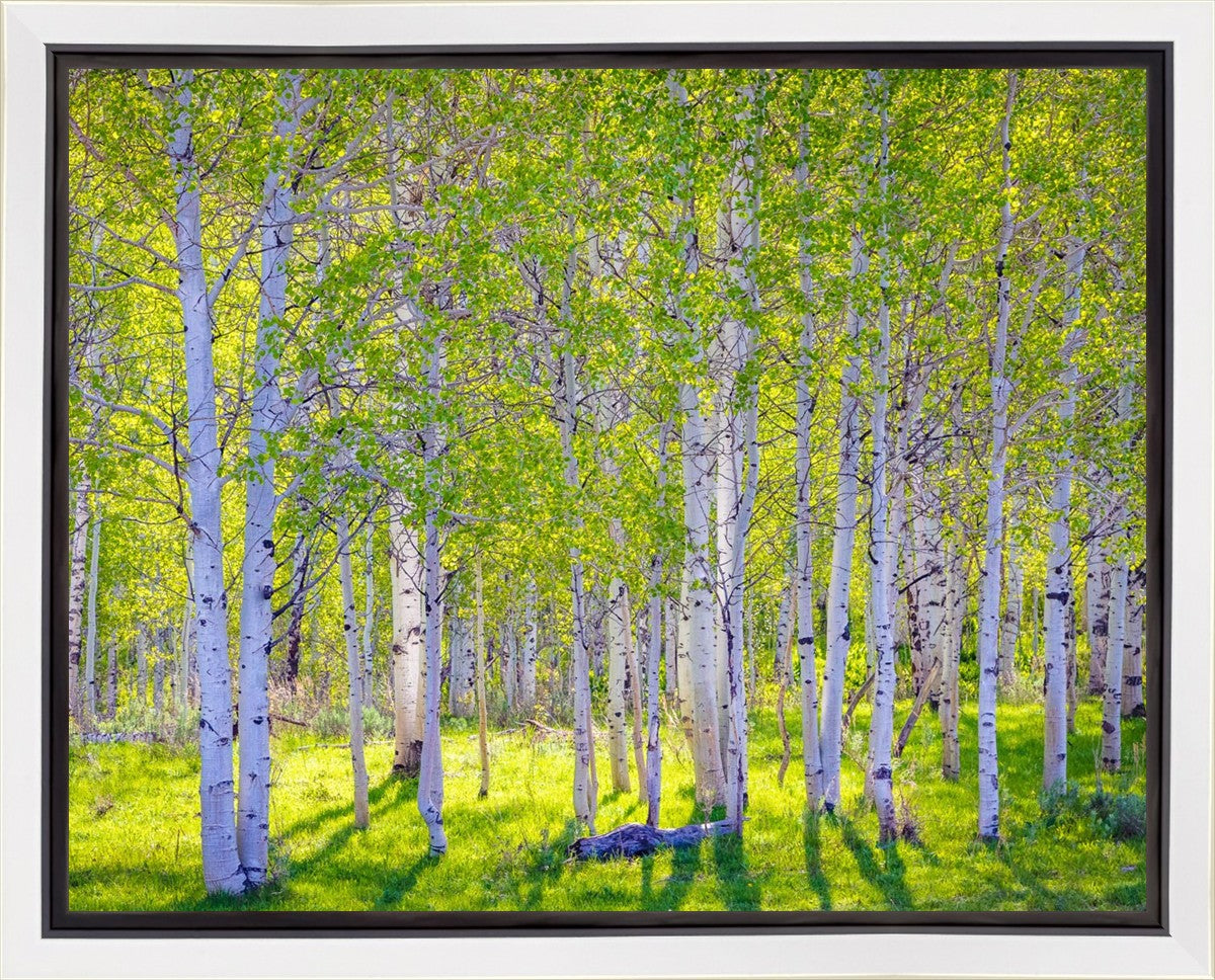 Early Morning Light in the Wasatch Backcountry