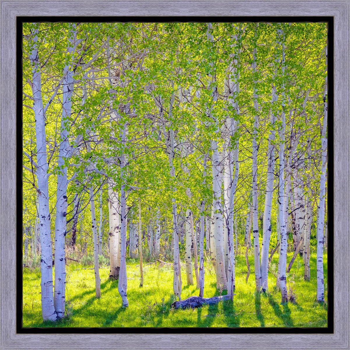 Early Morning Light in the Wasatch Backcountry