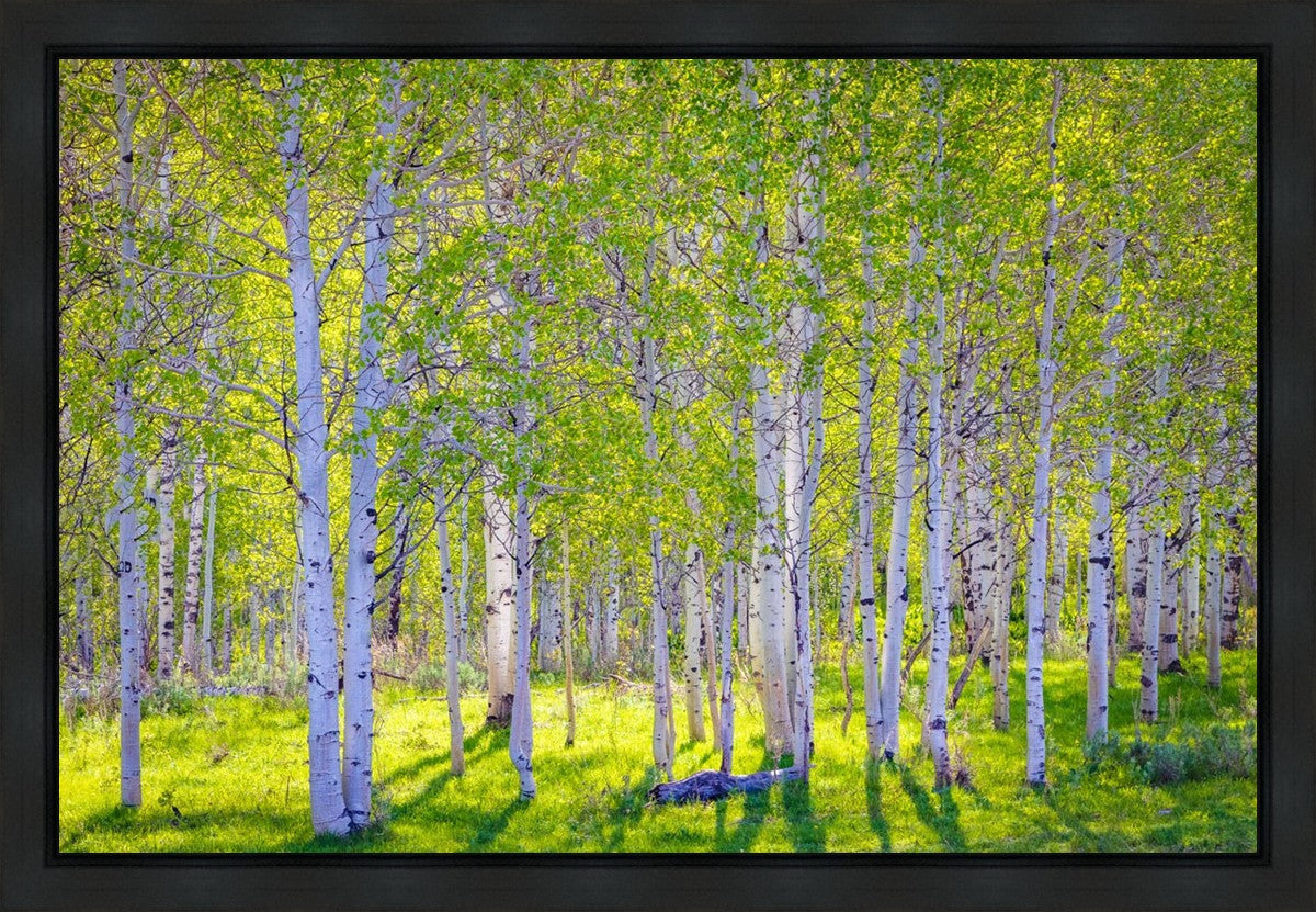 Early Morning Light in the Wasatch Backcountry