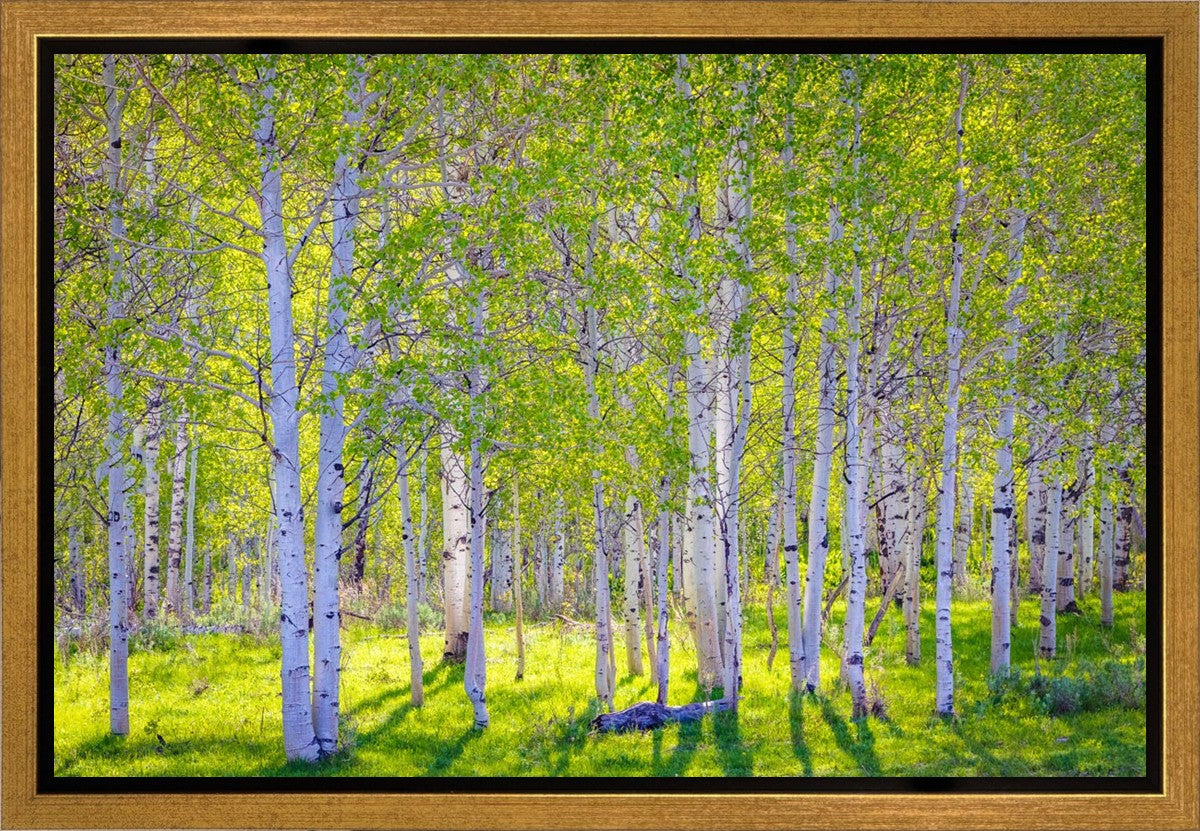 Early Morning Light in the Wasatch Backcountry