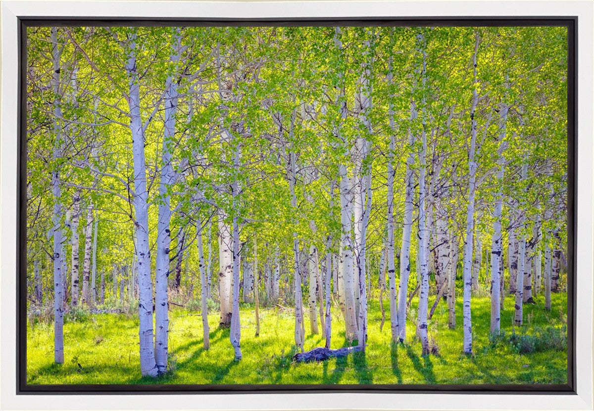 Early Morning Light in the Wasatch Backcountry