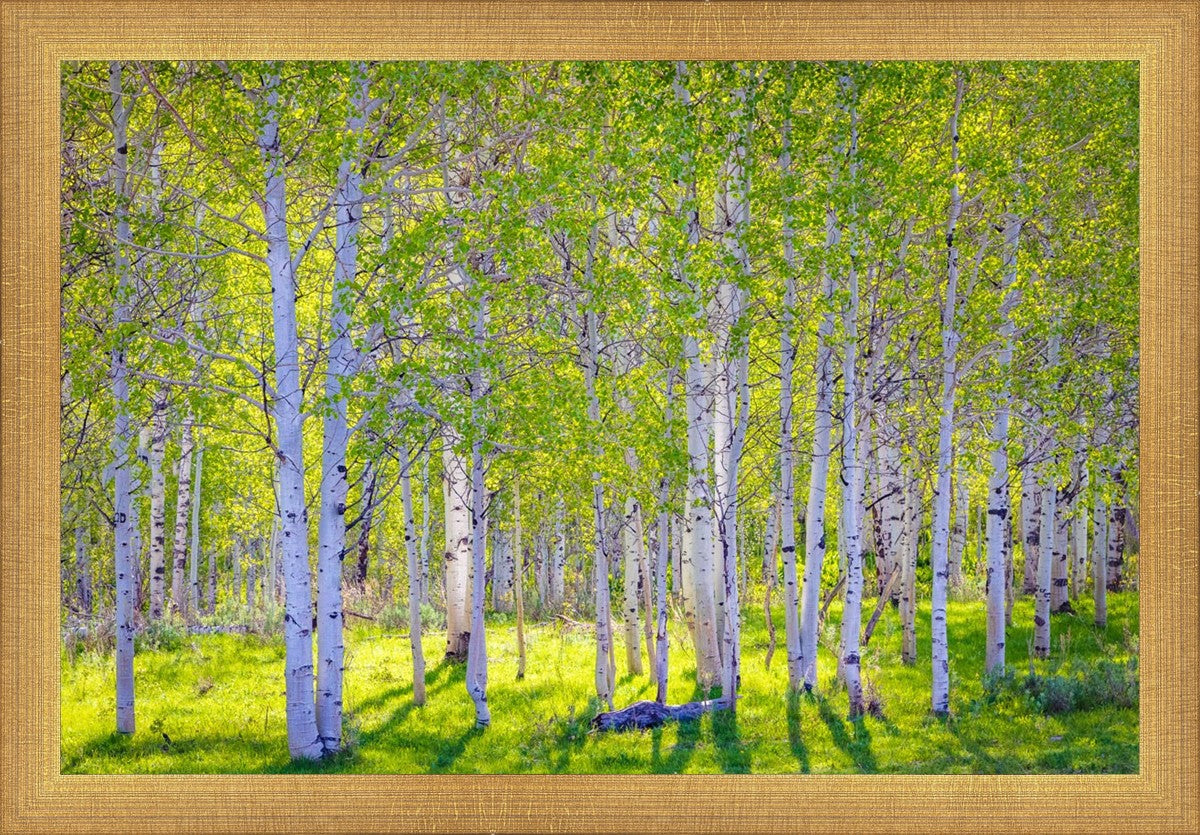 Early Morning Light in the Wasatch Backcountry