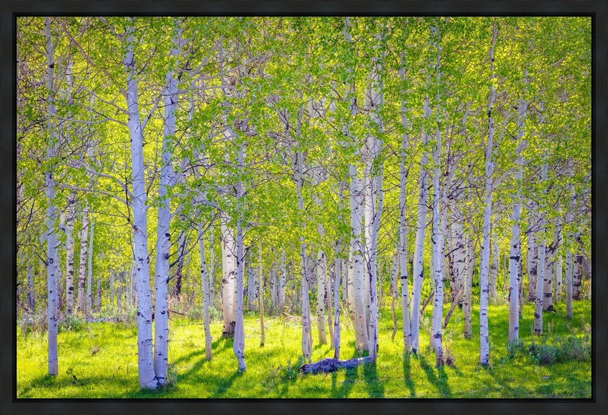 Early Morning Light in the Wasatch Backcountry