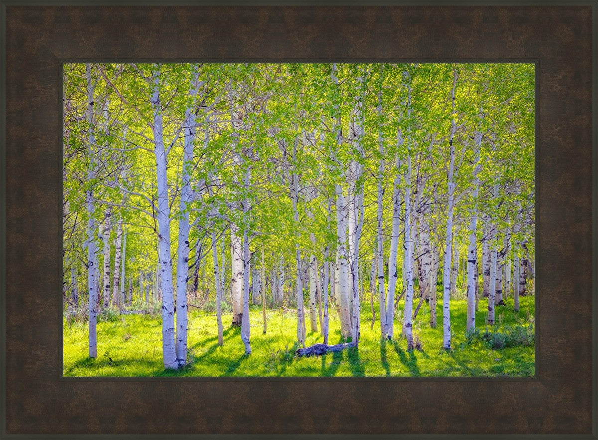 Early Morning Light in the Wasatch Backcountry