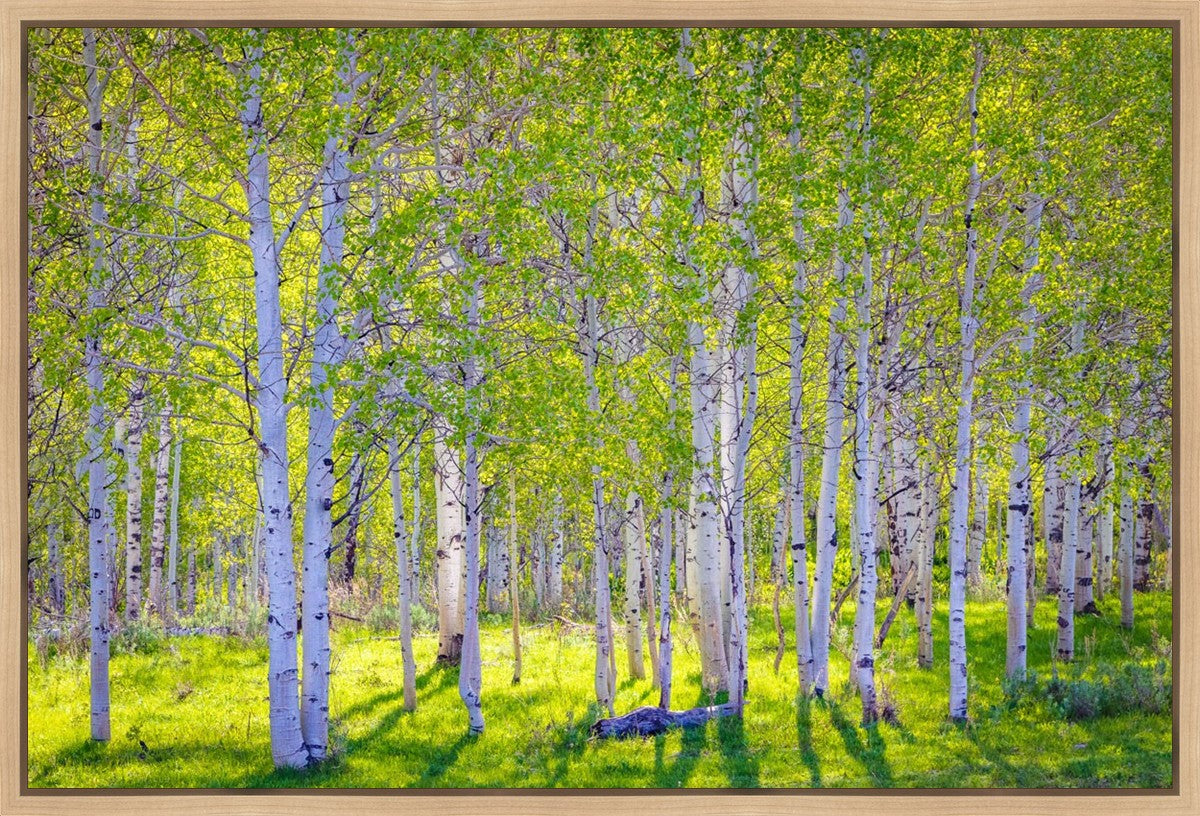 Early Morning Light in the Wasatch Backcountry