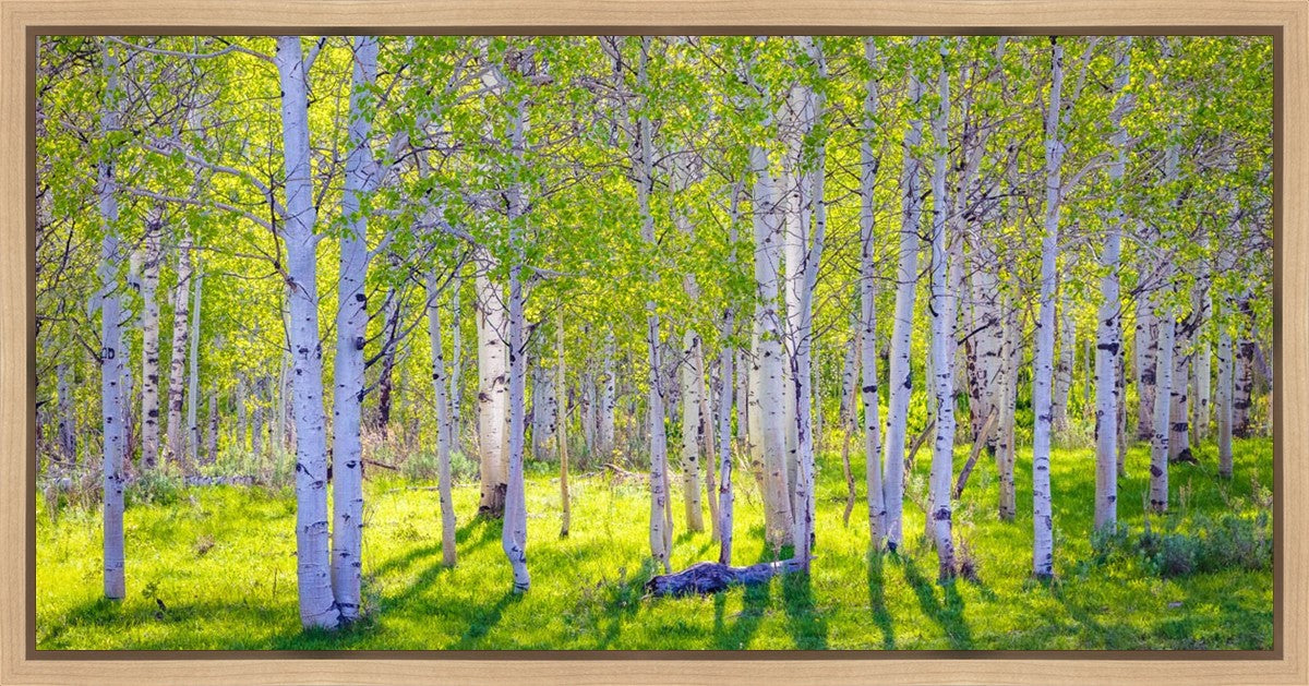 Early Morning Light in the Wasatch Backcountry