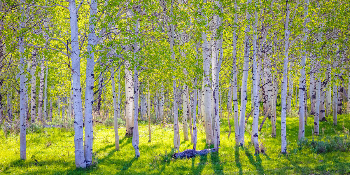 Early Morning Light in the Wasatch Backcountry