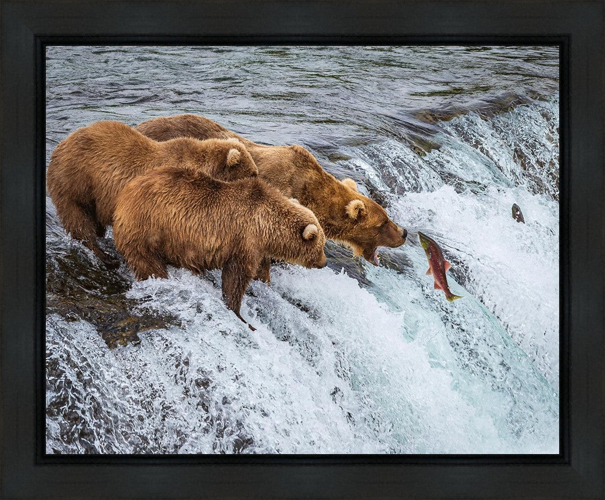 Grizzly Bears Fishing for Salmon at Katmai National Park Brooks Falls, Alaska