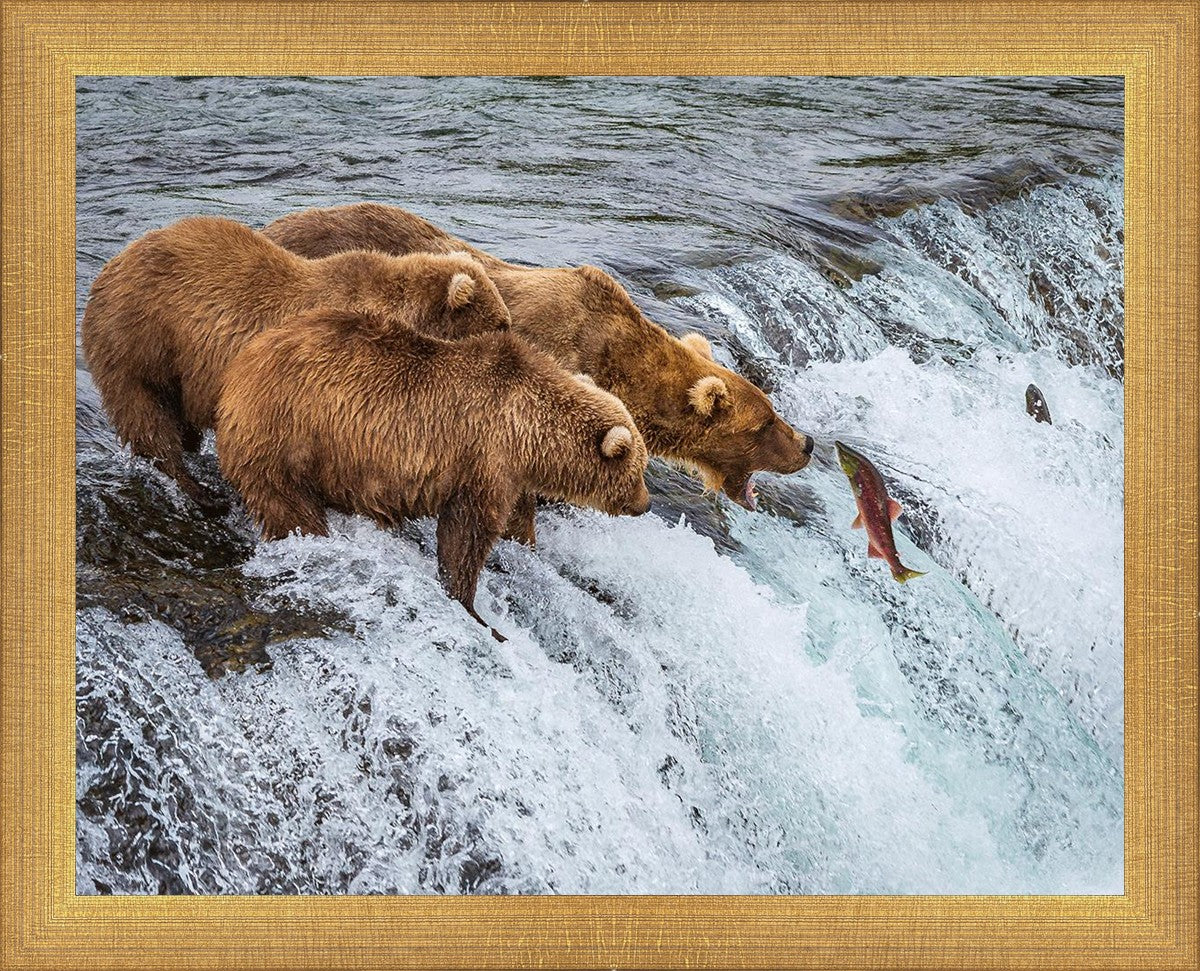 Grizzly Bears Fishing for Salmon at Katmai National Park Brooks Falls, Alaska