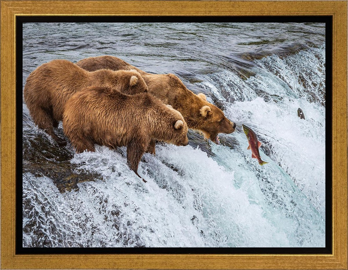 Grizzly Bears Fishing for Salmon at Katmai National Park Brooks Falls, Alaska