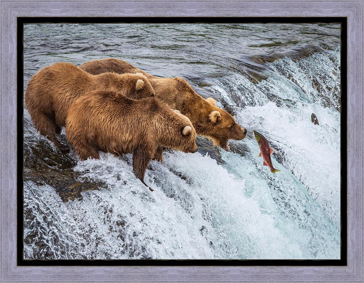 Grizzly Bears Fishing for Salmon at Katmai National Park Brooks Falls, Alaska