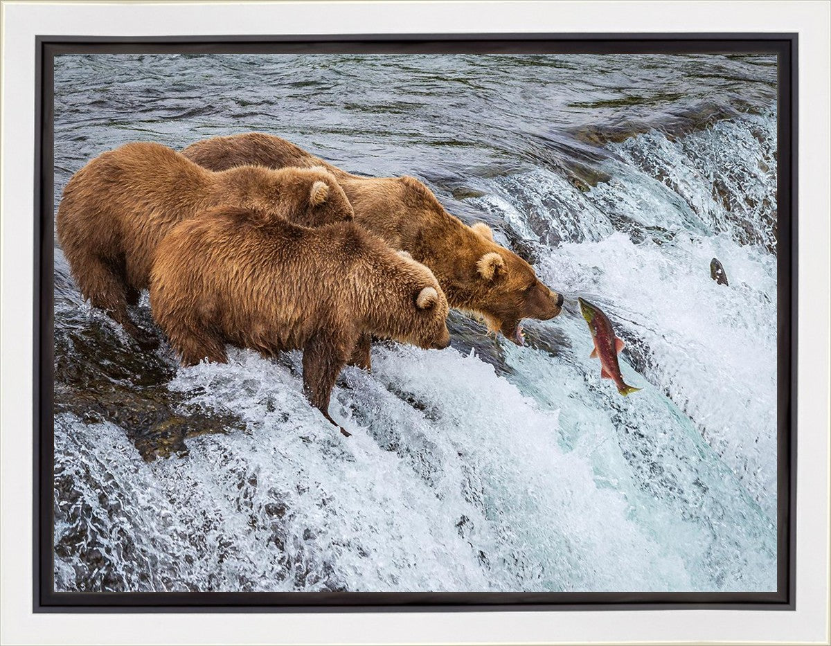 Grizzly Bears Fishing for Salmon at Katmai National Park Brooks Falls, Alaska