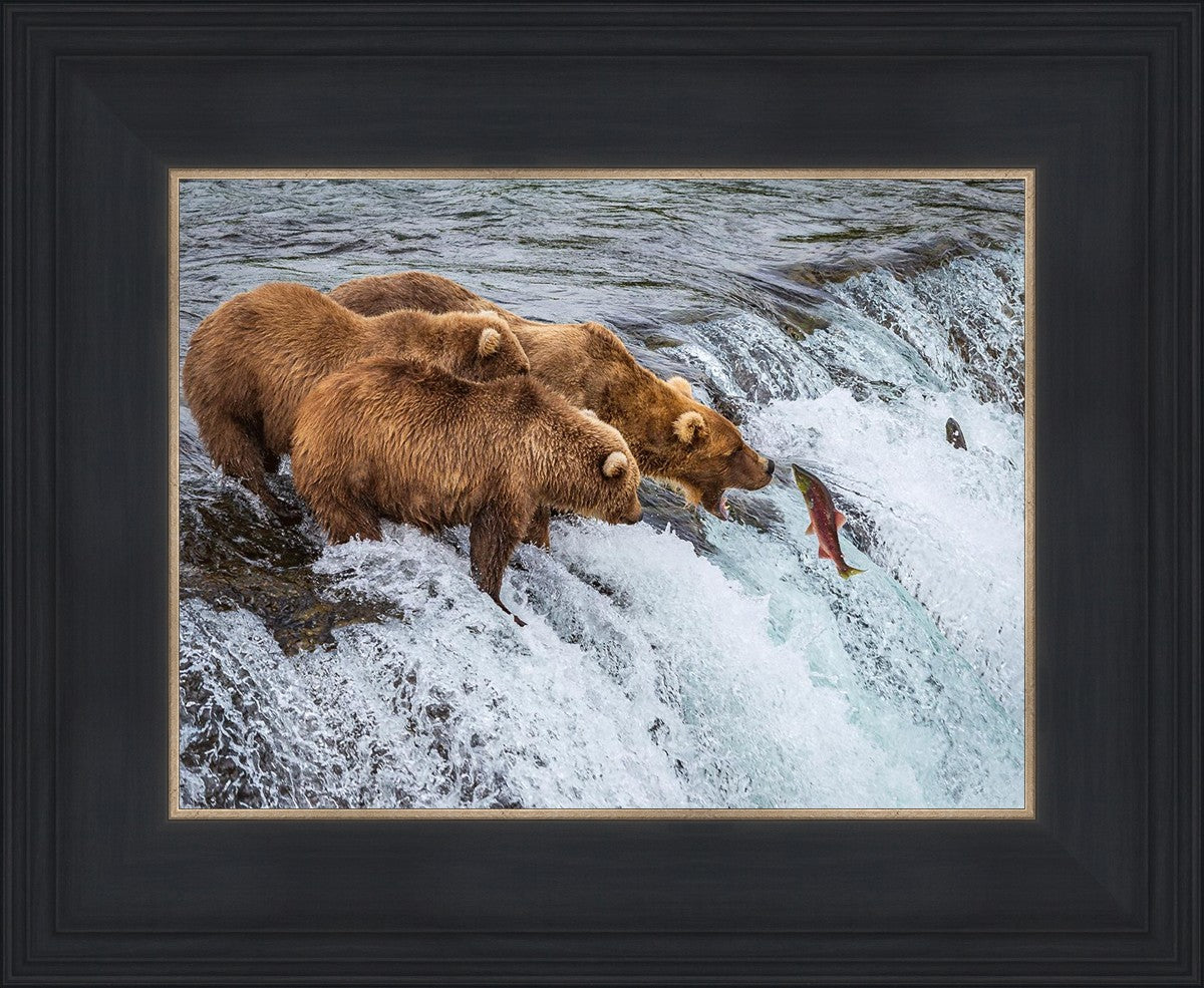 Grizzly Bears Fishing for Salmon at Katmai National Park Brooks Falls, Alaska