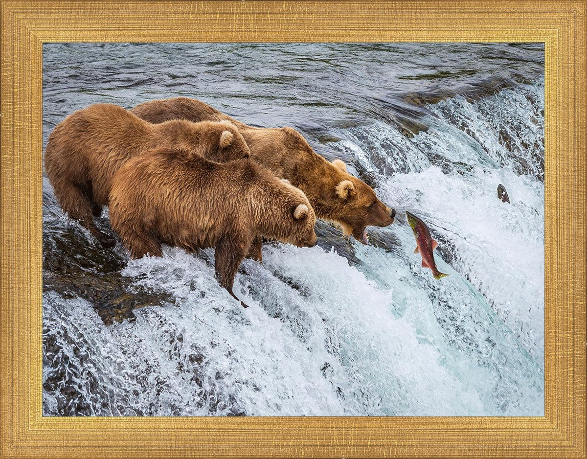 Grizzly Bears Fishing for Salmon at Katmai National Park Brooks Falls, Alaska