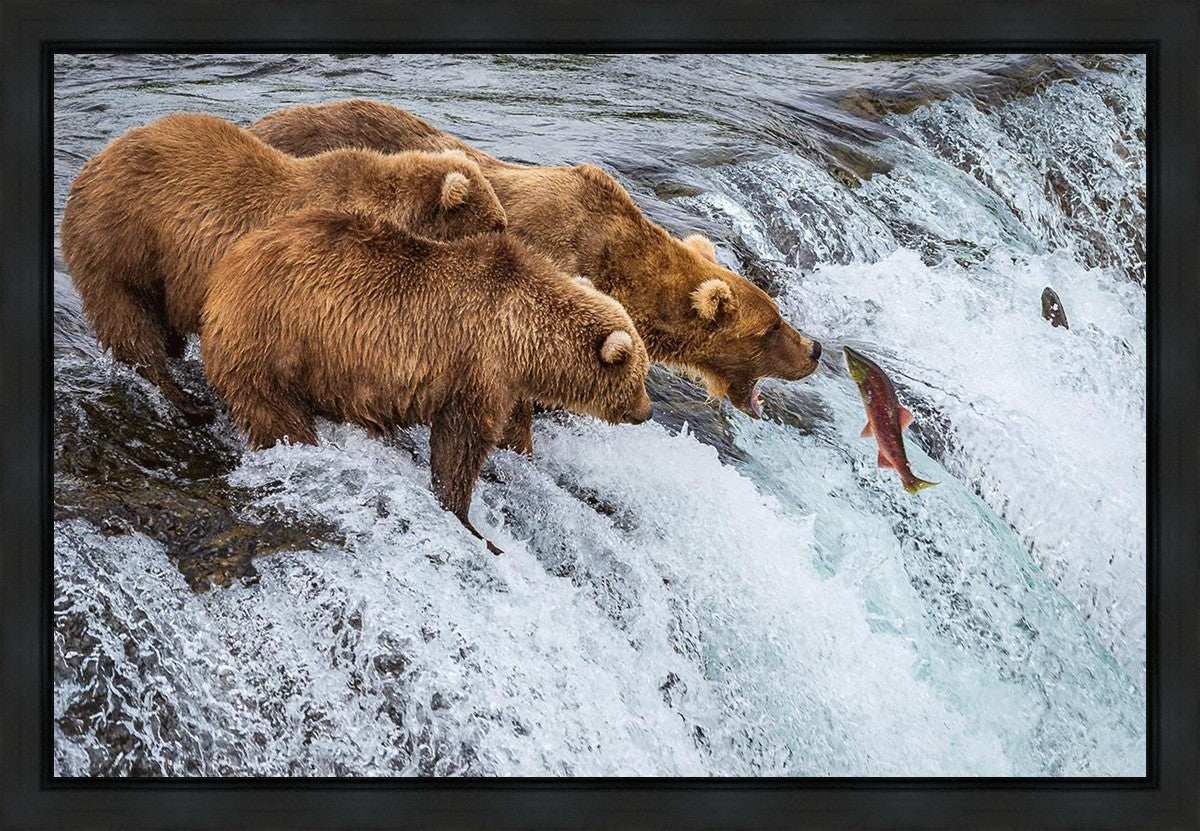 Grizzly Bears Fishing for Salmon at Katmai National Park Brooks Falls, Alaska