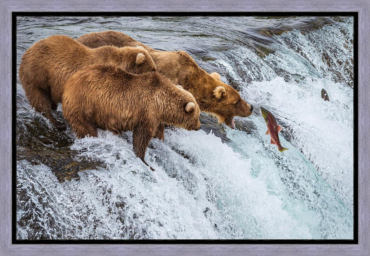 Grizzly Bears Fishing for Salmon at Katmai National Park Brooks Falls, Alaska
