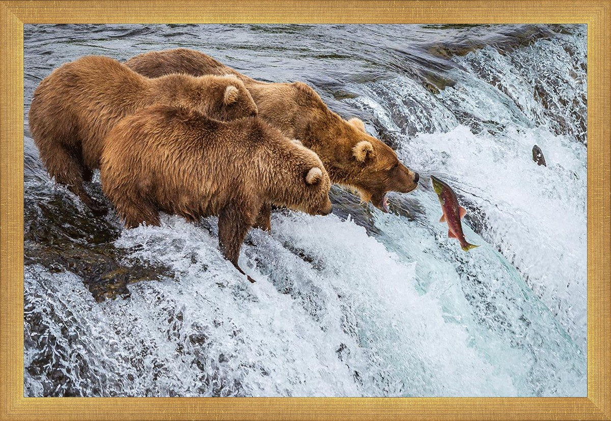 Grizzly Bears Fishing for Salmon at Katmai National Park Brooks Falls, Alaska