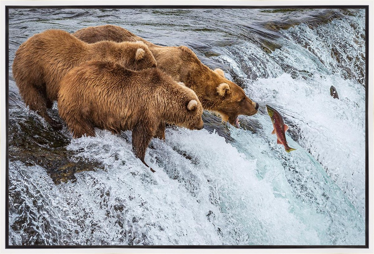 Grizzly Bears Fishing for Salmon at Katmai National Park Brooks Falls, Alaska