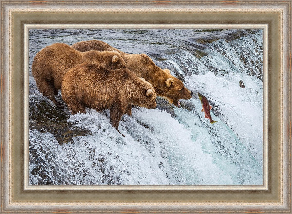 Grizzly Bears Fishing for Salmon at Katmai National Park Brooks Falls, Alaska