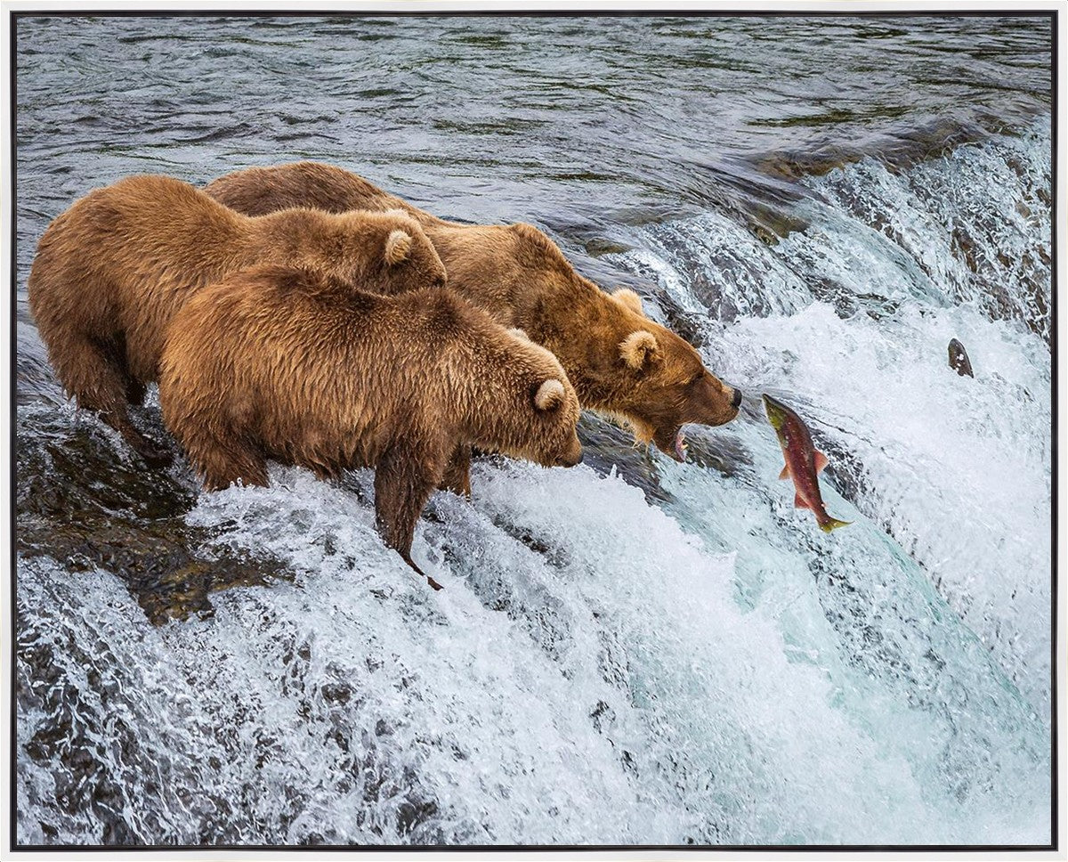 Grizzly Bears Fishing for Salmon at Katmai National Park Brooks Falls, Alaska