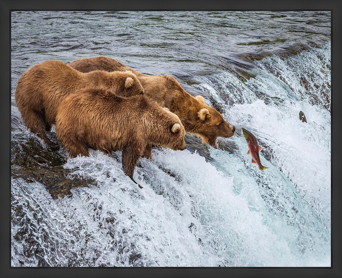 Grizzly Bears Fishing for Salmon at Katmai National Park Brooks Falls, Alaska