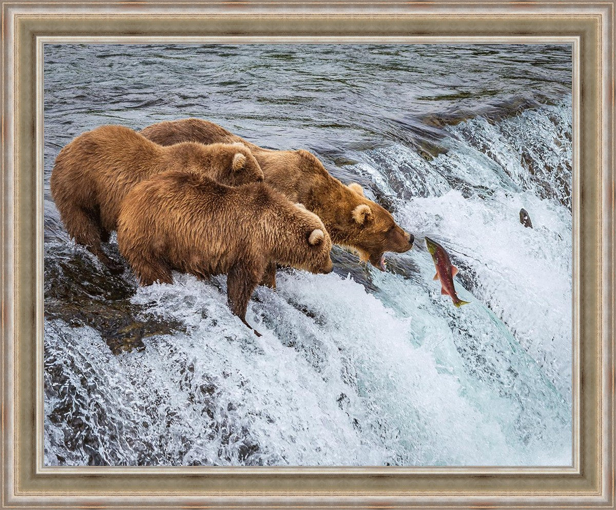 Grizzly Bears Fishing for Salmon at Katmai National Park Brooks Falls, Alaska