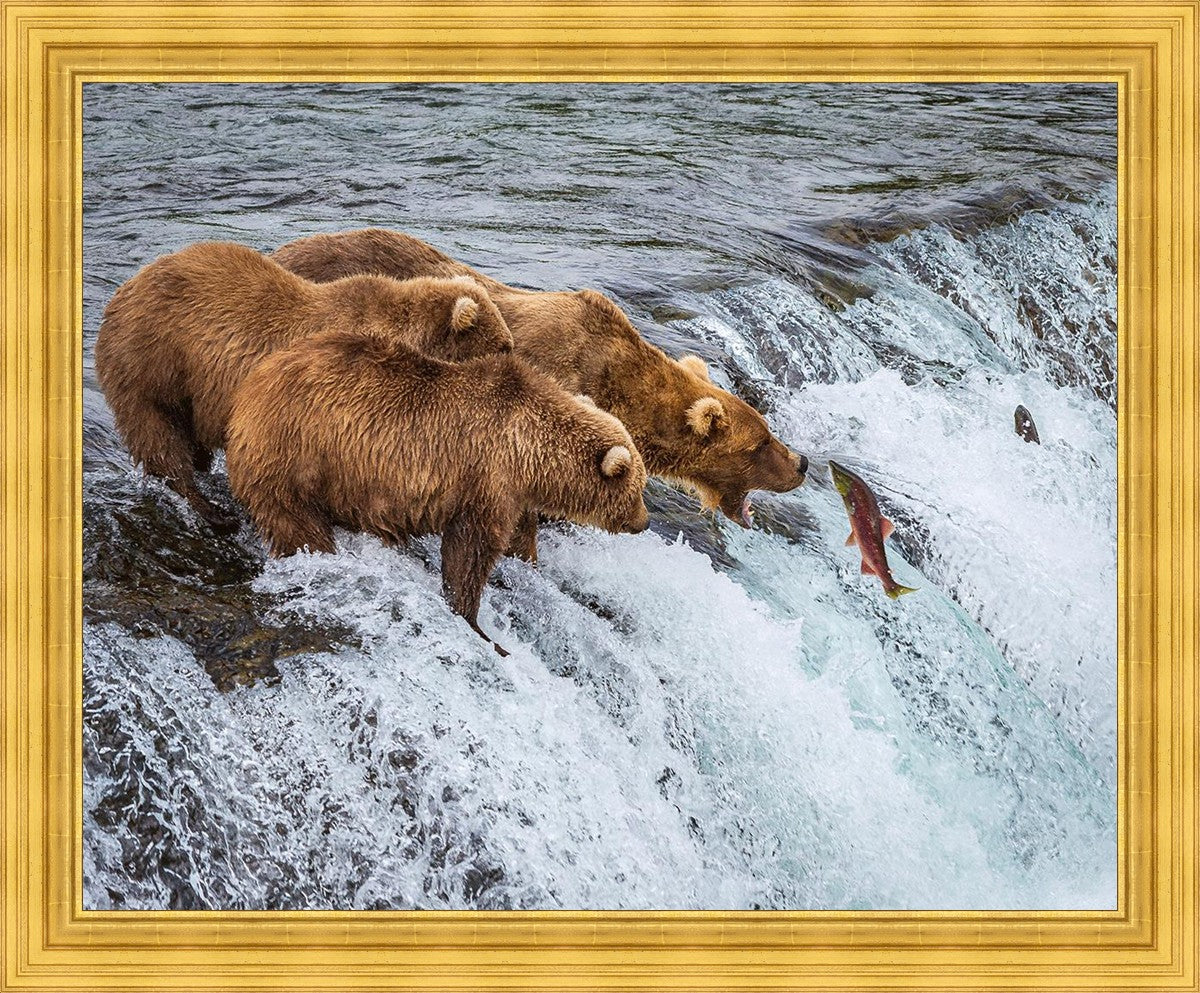 Grizzly Bears Fishing for Salmon at Katmai National Park Brooks Falls, Alaska