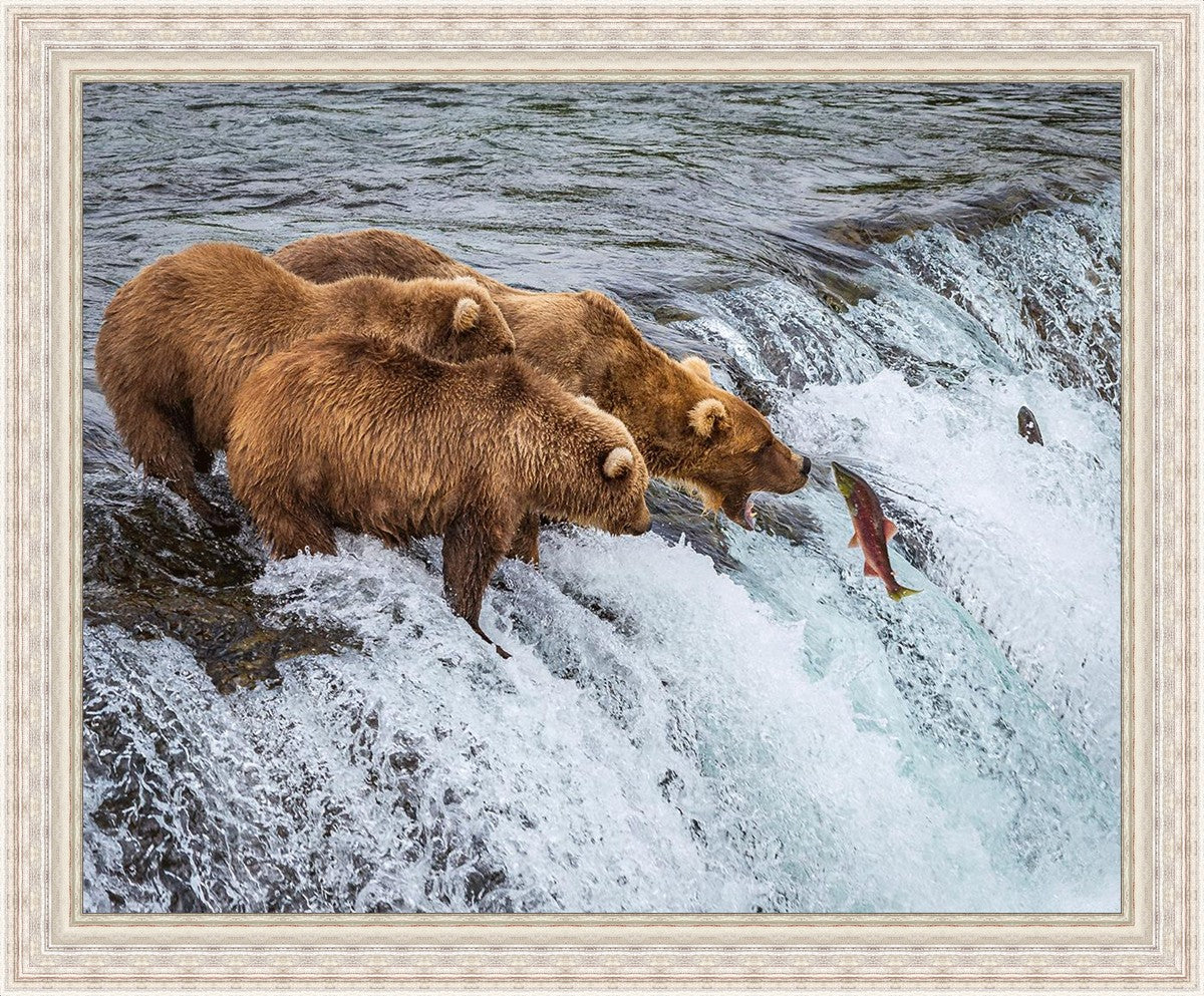 Grizzly Bears Fishing for Salmon at Katmai National Park Brooks Falls, Alaska