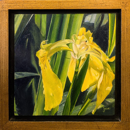 Royal Yellow Dutch Iris Original Artwork