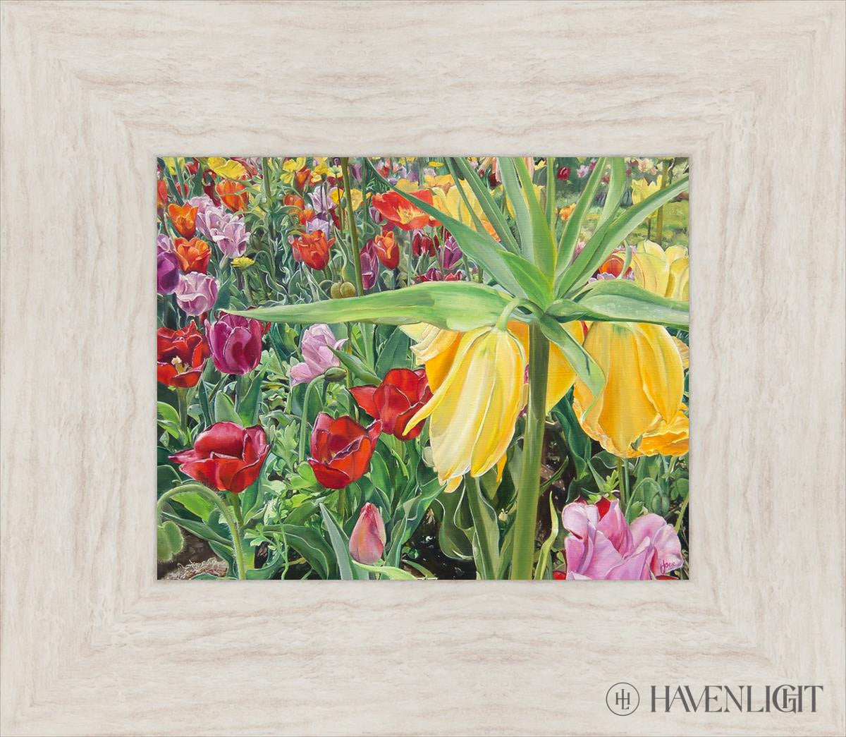 Carousel Tulips Open Edition Print / 10 X 8 Ivory 15 1/2 13 Art