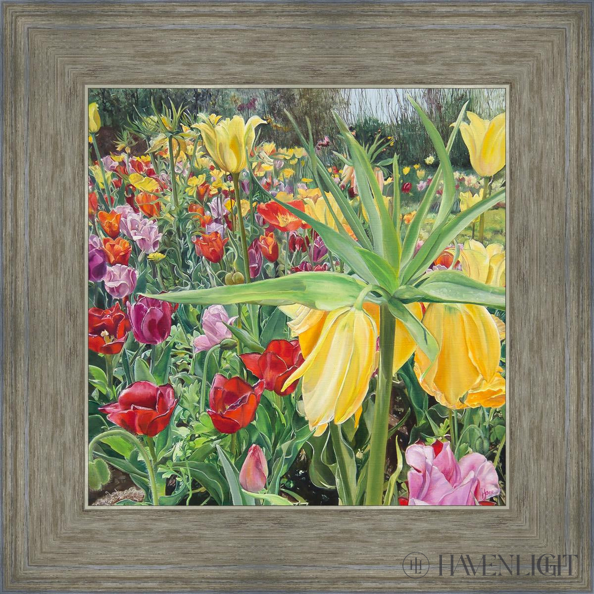Carousel Tulips Open Edition Print / 12 X Gray 16 3/4 Art