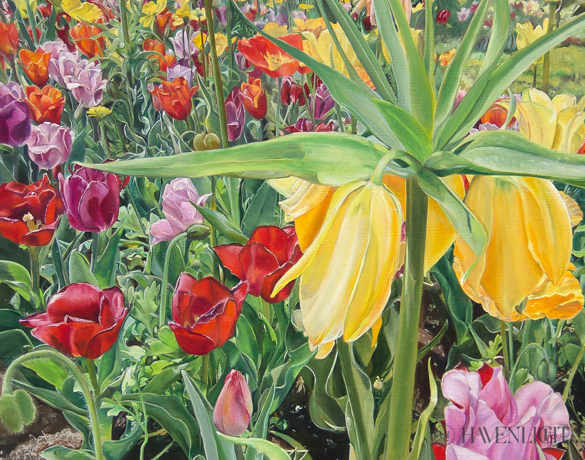 Carousel Tulips Open Edition Print / 14 X 11 Only Art
