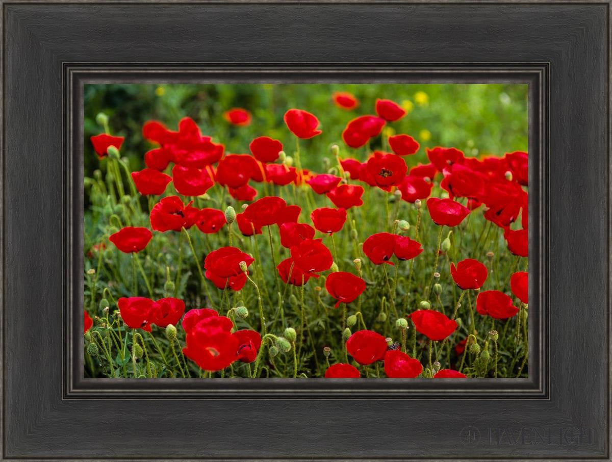 Plate 2 - Poppies In Abundance Open Edition Canvas / 18 X 12 Black 24 1/2 Art